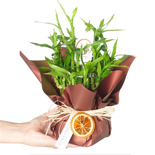 Bamboo Gift (Bamboo Gift Packaged)