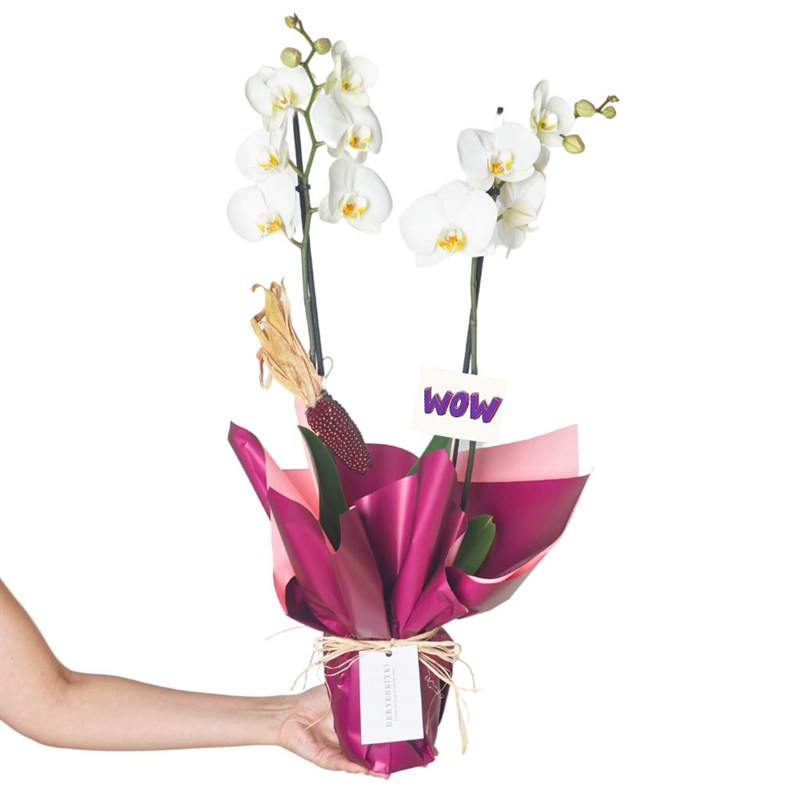 Beyaz Orkide - 2 Dallı Tasarım (Wow Orchid)