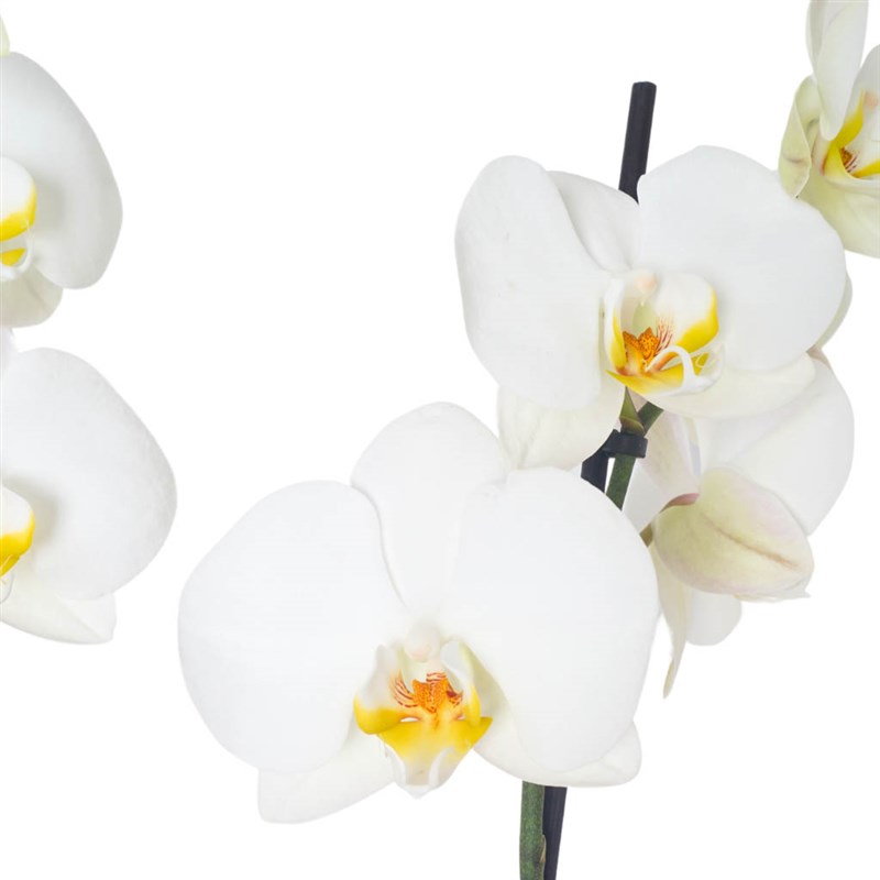 Beyaz Orkide - 2 Dallı Tasarım (Wow Orchid)