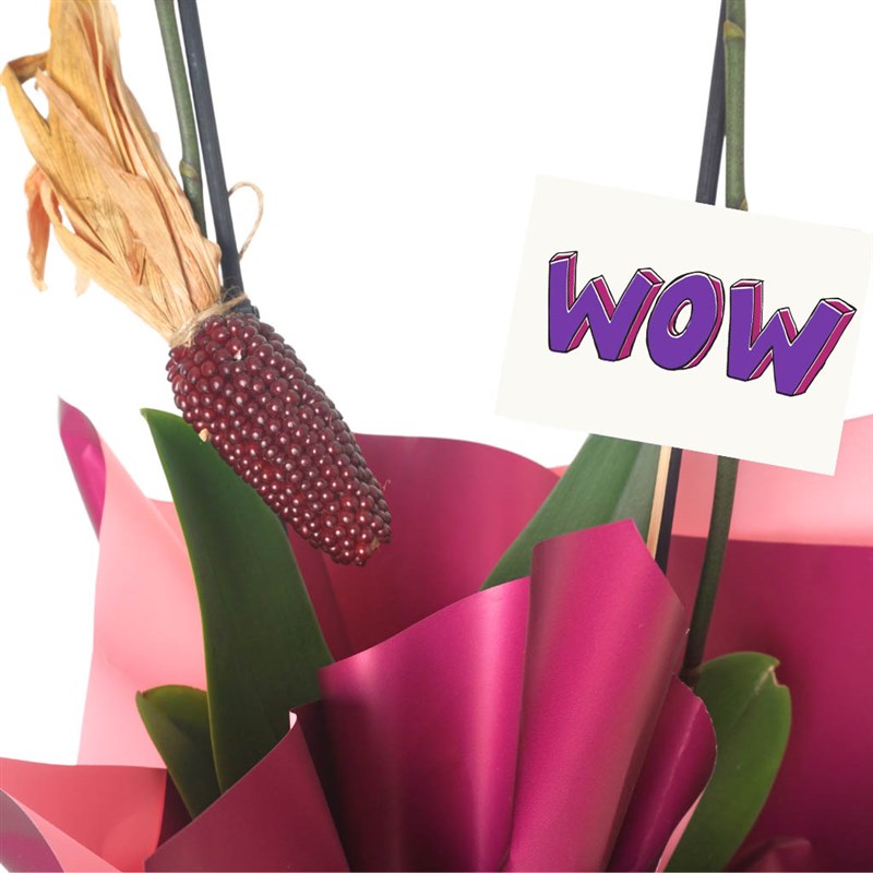 Beyaz Orkide - 2 Dallı Tasarım (Wow Orchid)