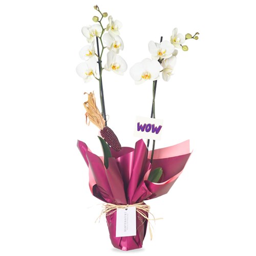 Beyaz Orkide - 2 Dallı Tasarım (Wow Orchid)