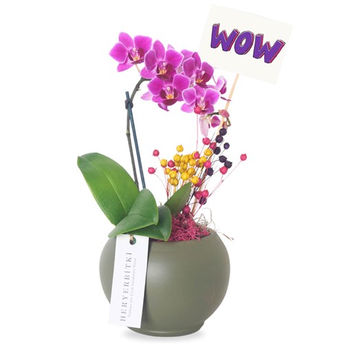 Cute Wow Orchid (Purple Orchid Arrangement)