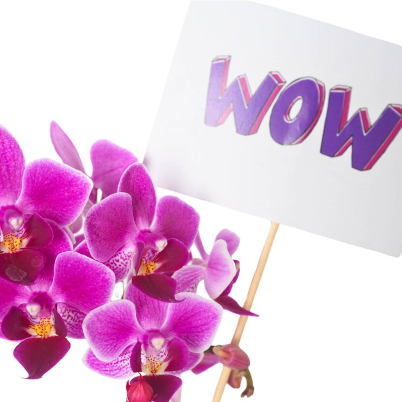 Cute Wow Orchid (Purple Orchid Arrangement)