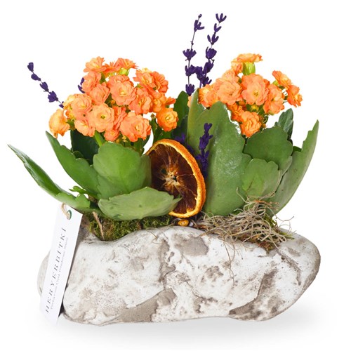 Orange Flower of Kalanchoe Arrangement