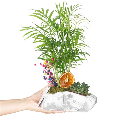 Palm Garden (Palm Tree Arrangement)