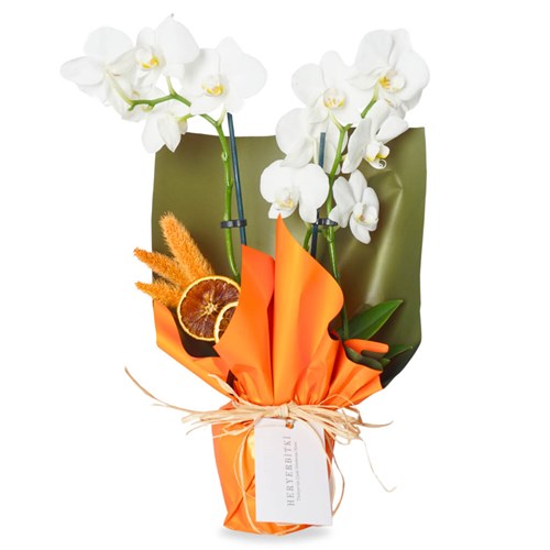 White Sprit Orchid (Beyaz 2 Dallı Orkide)