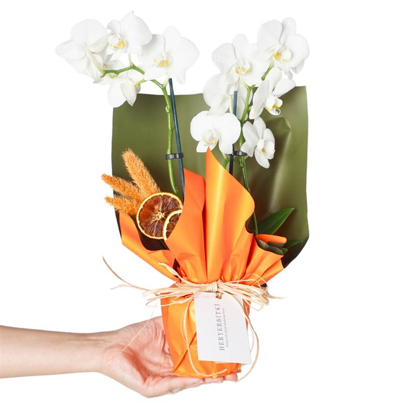 White Sprit Orchid (Beyaz 2 Dallı Orkide)