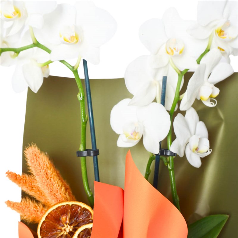 White Sprit Orchid (Beyaz 2 Dallı Orkide)