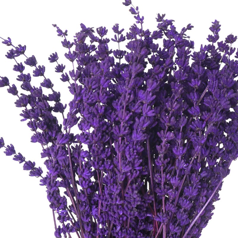 Premium Lavender (Lavender Arrangement in Vase)