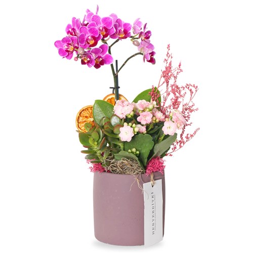 Midi  Mor Orkide ve Kalanşo Aranjmanı (Purple Orchid Garden)