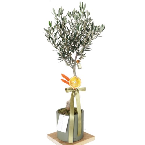 Yeşil Saksılı Hediye Zeytin Ağacı (Olive Tree Gift)