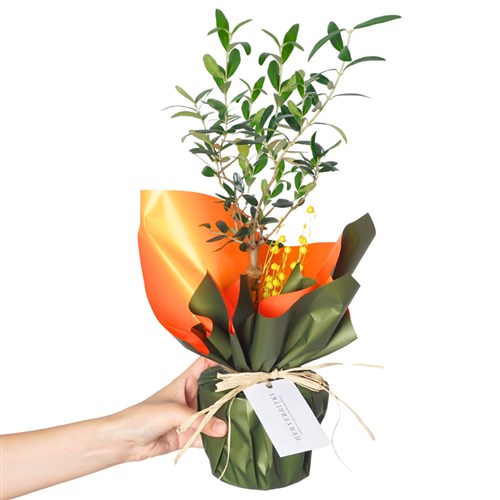 Zeytin Ağacı Hediye Paketli (Green Olive Gift)