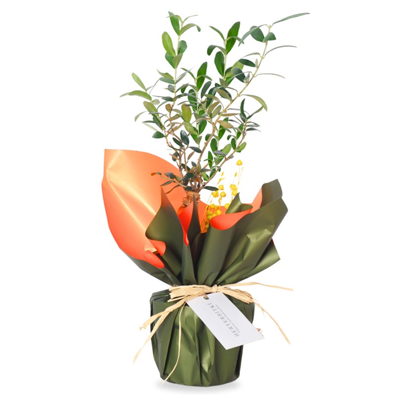 Green Olive Tree Gift (Wrapped)