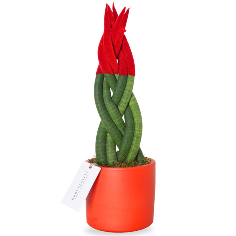 Red Sansevieria (rgl Paa Klc)