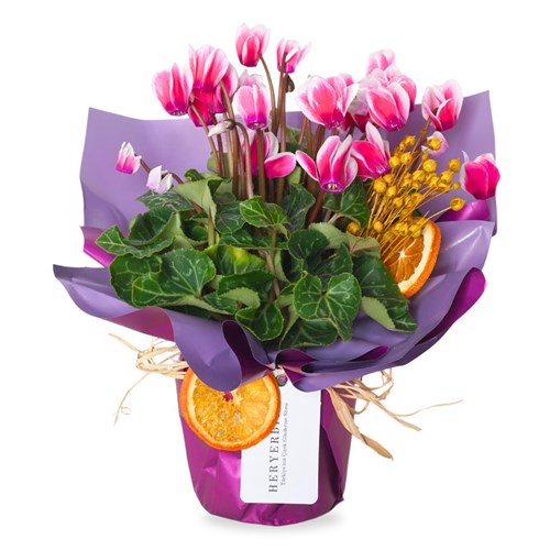 Cyclamen Gift (Sıklamen Çiçeği Renkli)
