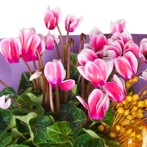 Cyclamen Gift (Sıklamen Çiçeği Renkli)