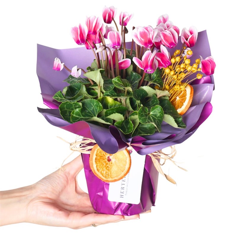 Cyclamen Gift (Colorful Cyclamen Flower)