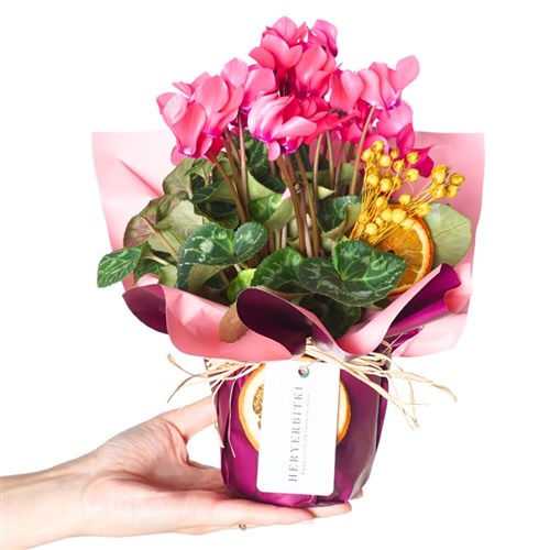 Cyclamen Pink Gift