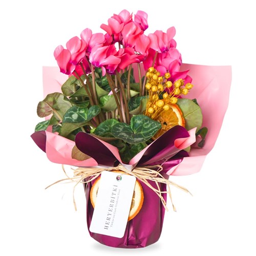 Cyclamen Pink Gift