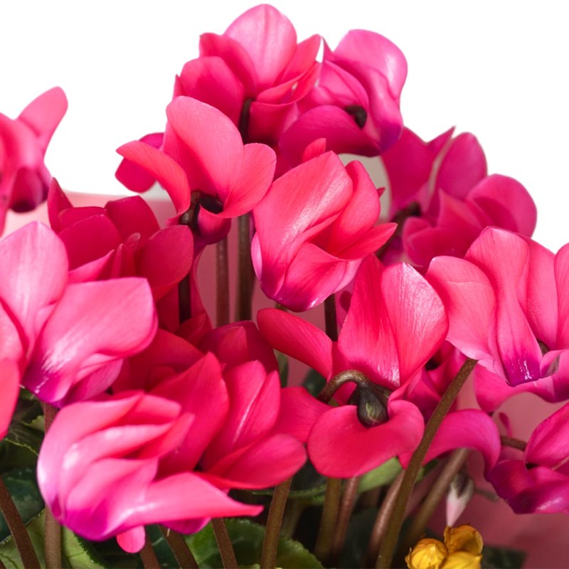 Cyclamen Pink Gift (Sıklamen Çiçeği Pembe)