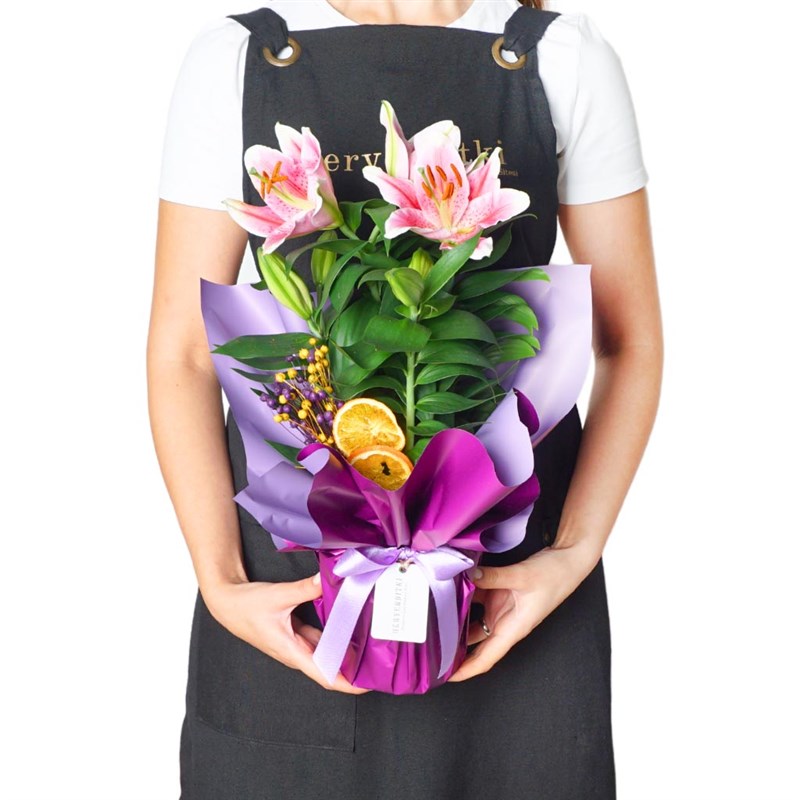 Purple Lilium Gift (Gift-Scented Lily) - Heryerbitki
