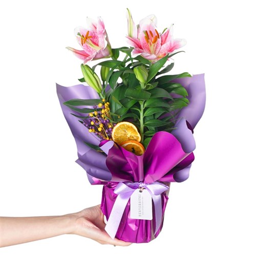 Lilyum Çiçeği - Mor Paketli, Kokulu Lilyum