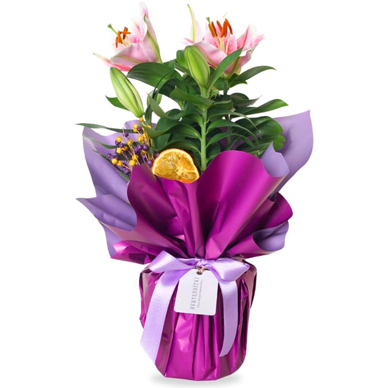 Purple Lilium Gift (Gift-Scented Lily) - Heryerbitki