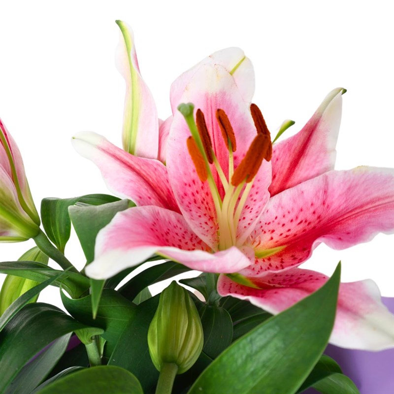 Purple Lilium Gift (Scented Lily Gift)