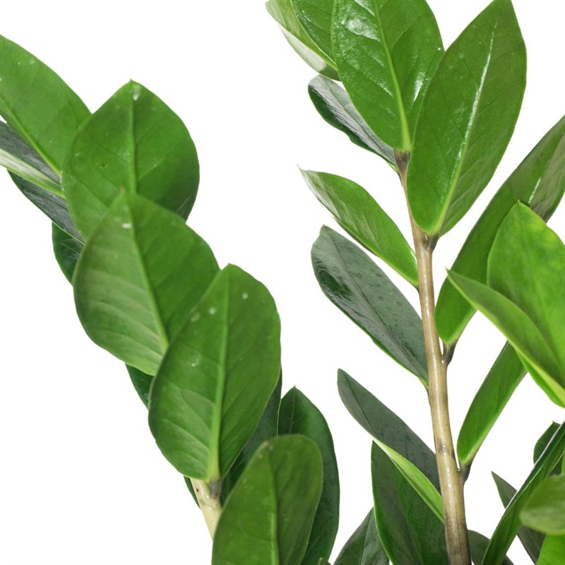 Zamioculcas Gift (Hediye Paketli Zamia Çiçeği)