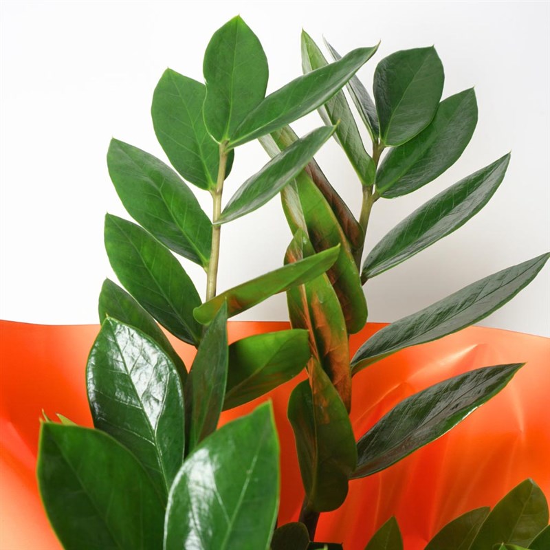Zamioculcas Gift (Zamia Flower in Gift Packaging)