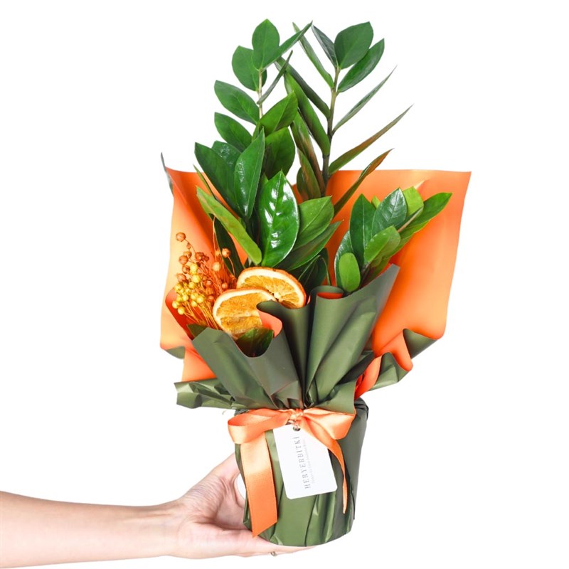 Zamioculcas Gift (Hediye Paketli Zamia Çiçeği)