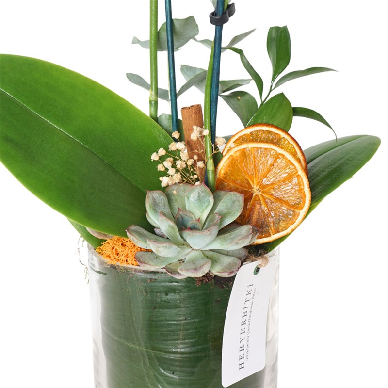 Delight Coral (Fire Orchid Arrangement in a Glass Vase)