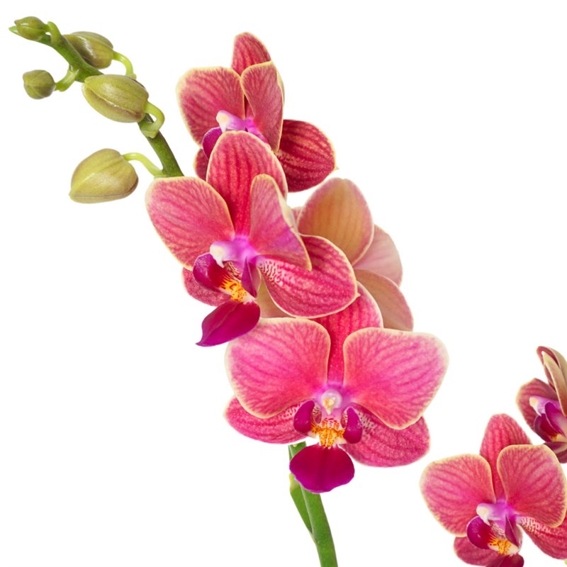 Delight Coral (Fire Orchid Arrangement in a Glass Vase)