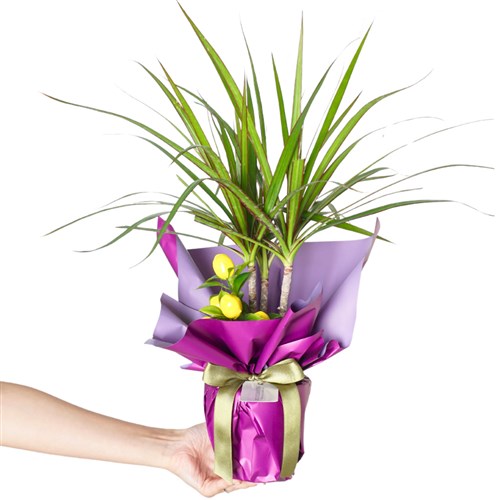 Purple Elegance Dracaena Marginata (Drasena Bitkisi)