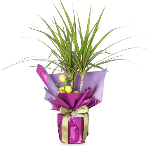 Purple Elegance Dracaena Marginata (Drasena Bitkisi)