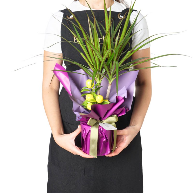 Purple Elegance Dracaena Marginata (Drasena Plant)