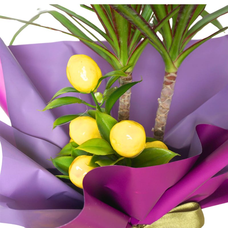 Purple Elegance Dracaena (Dracena Plant) - Heryerbitki