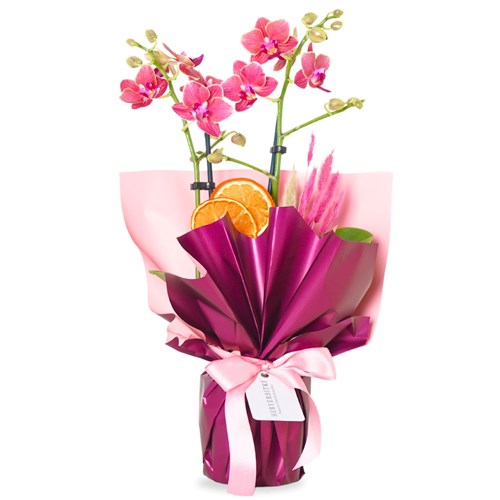 Pink Passion Coral Orchid