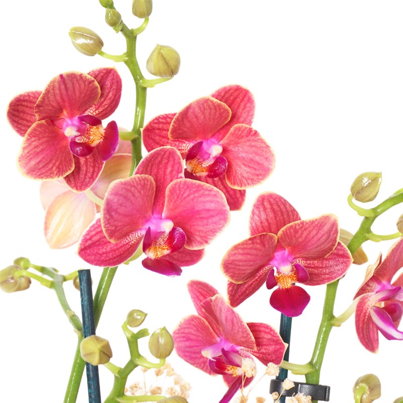 Pink Passion Coral Orchid (Ateş Orkide)