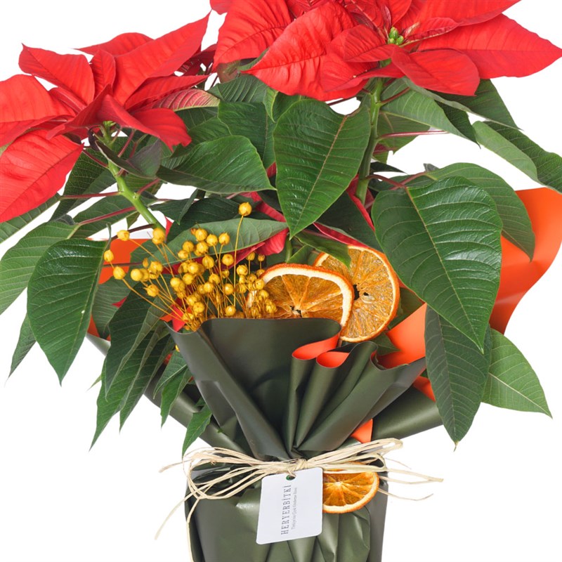 Red Majesty Poinsettia (Atatürk Çiçeği)