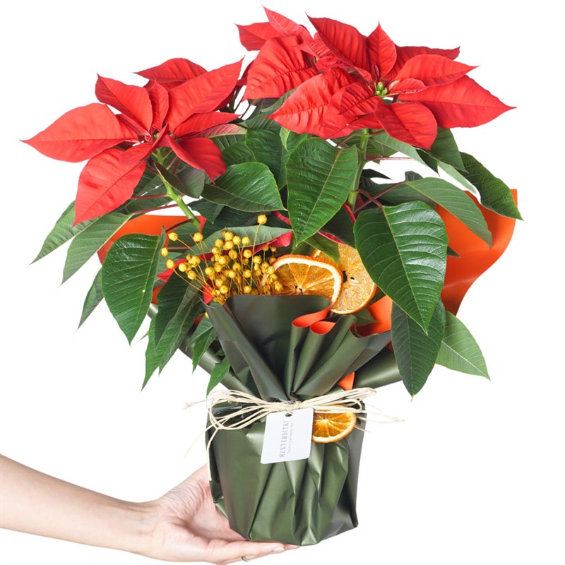 Red Majesty Poinsettia (Atatürk Çiçeği)