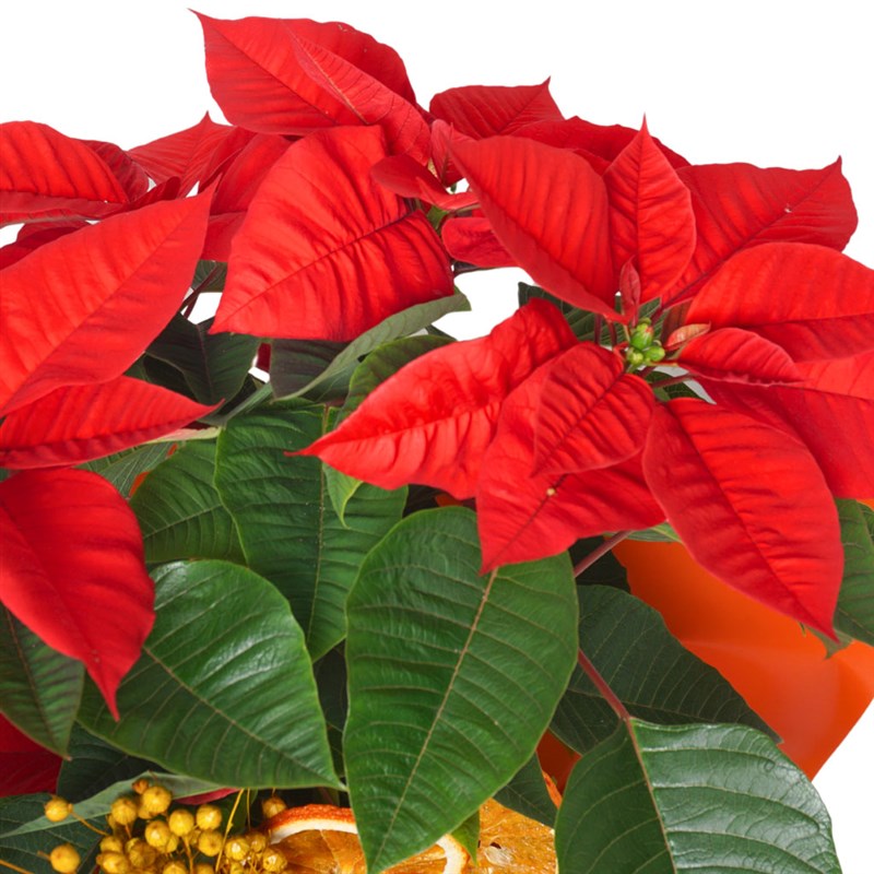 Red Majesty Poinsettia (Atatürk Çiçeği)