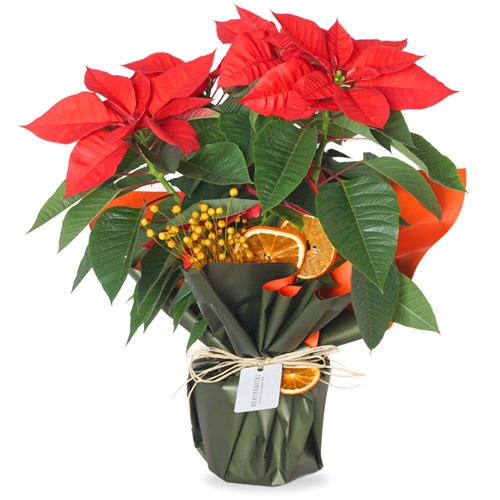 Red Majesty Poinsettia (Atatürk Çiçeği)