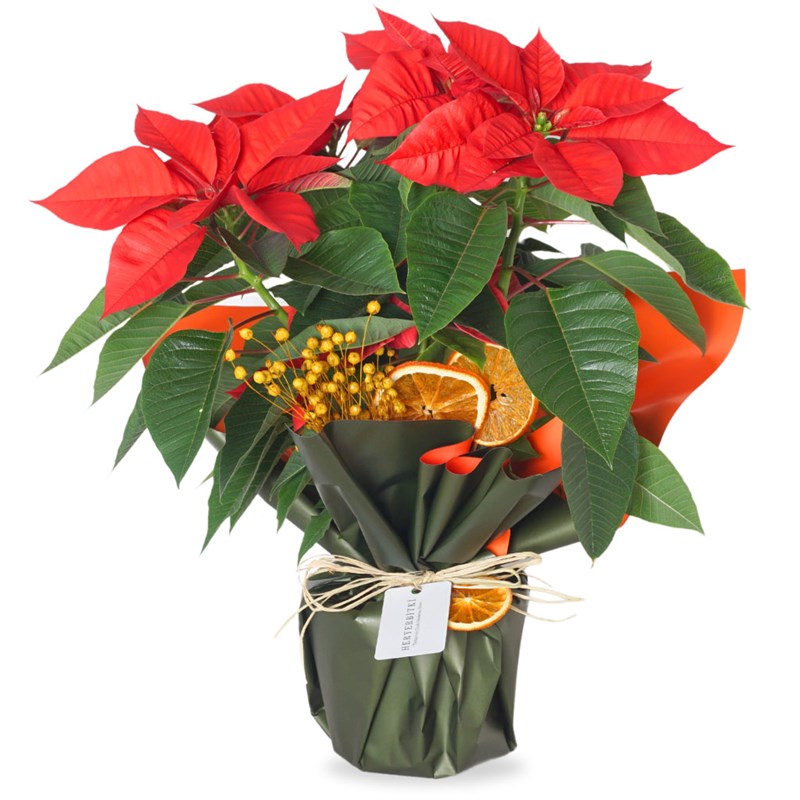Red Majesty Poinsettia (Atatürk Çiçeği)