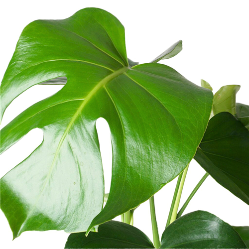 mosstok monstera Monstera Deliciosa Moos Stock - 90cm
