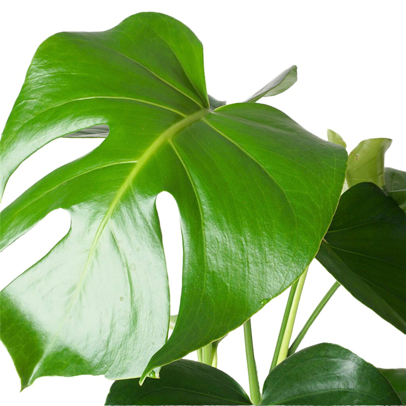 Deve Tabanı - Yeşil Saksıda Monstera
