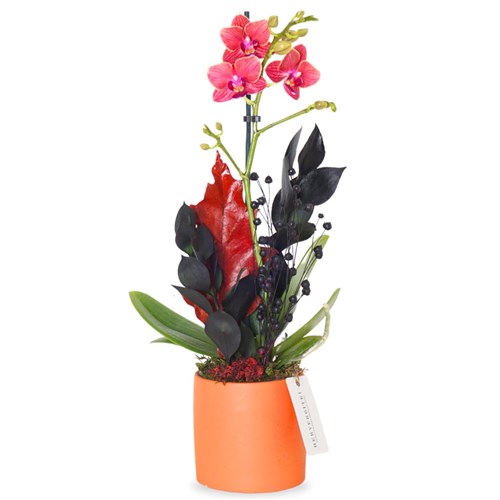 Magical Orange (Fire Orchid Arrangement)