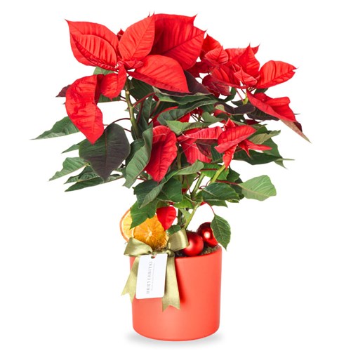 Poinsettia Gift (Atatürk Çiçeği Aranjmanı)