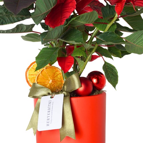 Poinsettia Gift (Atatürk Çiçeği Aranjmanı)