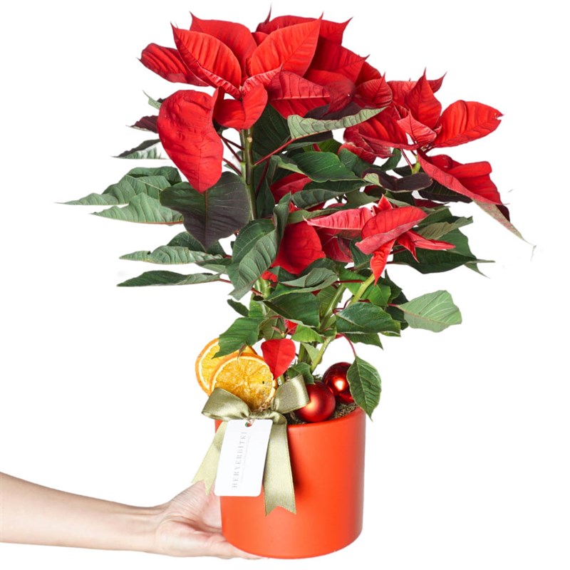 Poinsettia Gift (Atatürk Çiçeği Aranjmanı)